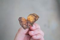 Zwei Herbstblätter, die zusammen einem Schmetterling ähneln