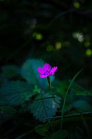 Wilde, einsame Blume | Stillleben Naturfotografie