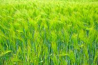 Schwankendes Getreide im Wind