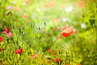 Fröhlicher Mohn im Sommergrün