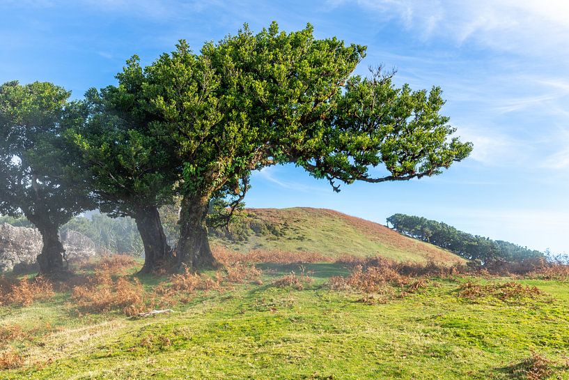 The Prehistoric Forest by Freek van den Driesschen