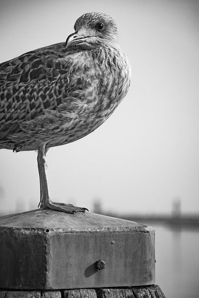 Je vois, je vois, je vois et je te regarde Mouette debout sur un poste de plage. par Peter van Mierlo