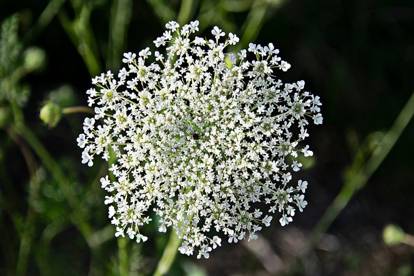 Einfach Weiß / Einfach Grün von RK
