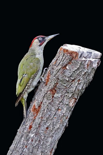 Green Woodpecker by Laura Burgman