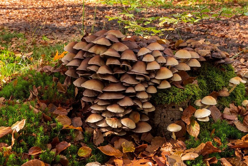 champignons par Merijn Loch