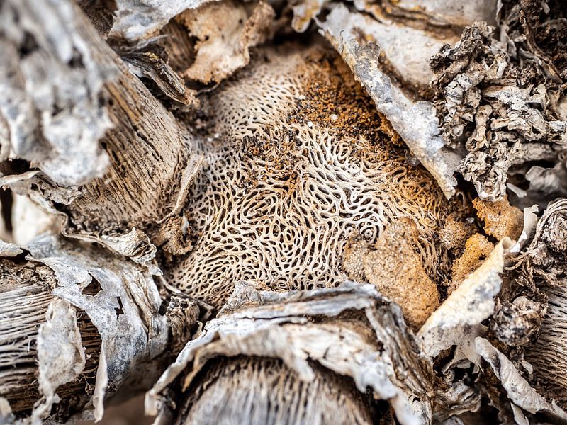 Nerven par Stijn Cleynhens