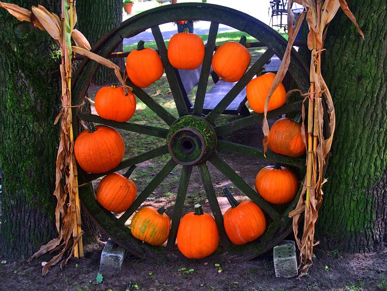 Pompoenwiel van Edgar Schermaul