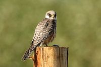 Porträt eines Rotfußfalken