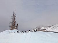 Antarktis - Adeliepinguine treffen auf Bark Europa