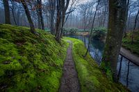 Mistige ochtend op Landgoed Elswout