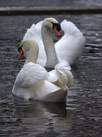 swans