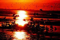 Möwen im Sonnenuntergang auf Langeoog / Ostfriesland Nordsee