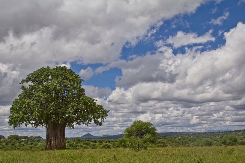 A baobab drill on the African savannah by Peter van Dam