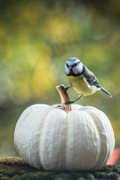 Tit at the pumpkin by Jürgen Schmittdiel Photography