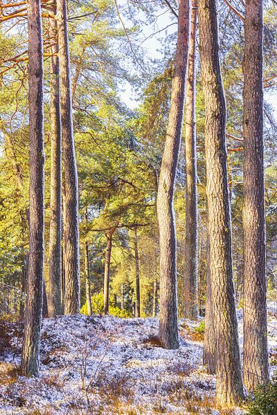 Dwingelderveld - Drenthe (Niederlande) von Marcel Kerdijk