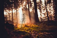 Kaapse Bossen - Doorn (Niederlande)