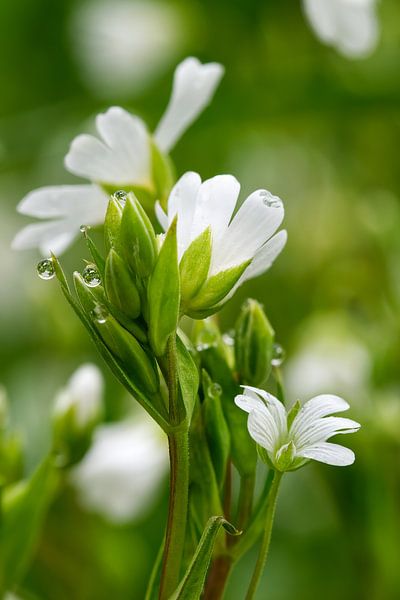 Marsh marigold- Caltha palustris - in the rain by Juergen Braun