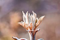 Wunderschön gefärbte attraktive Blume aus Makrolinsen!