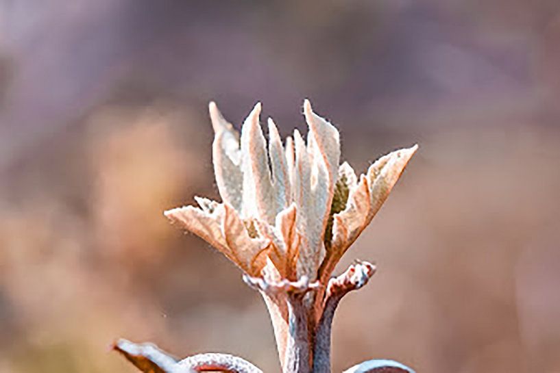 Wunderschön gefärbte attraktive Blume aus Makrolinsen! von Jennifer Petterson