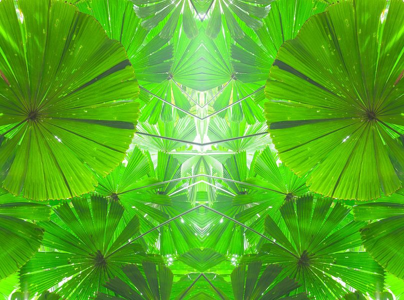 Palmier-éventail du parc national de Daintree en Australie par Jiri Viehmann