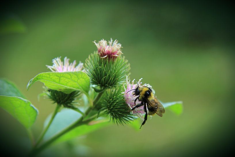 bezig bijtje by Saskia Toonen