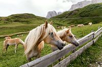Haflinger dans les montagnes