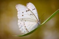 the white butterfly