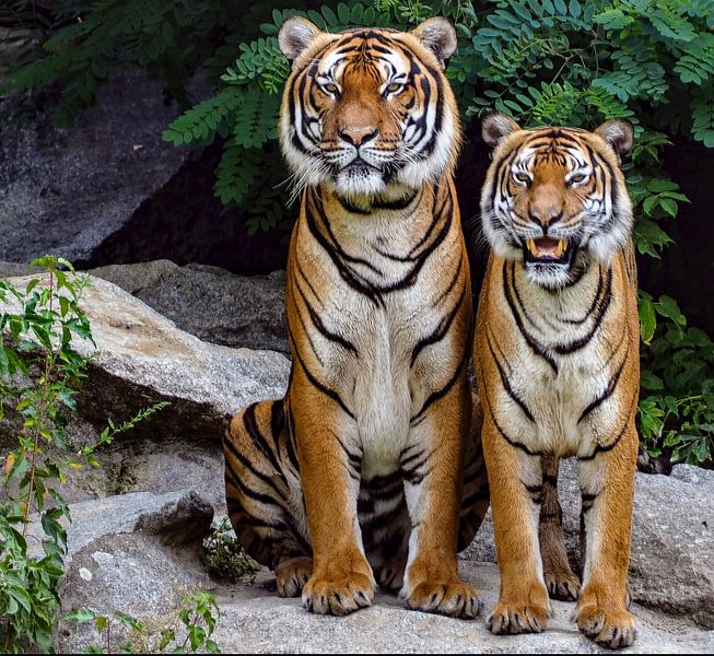 Tigers &quot;Whannahaves&quot; by Truckpowerr