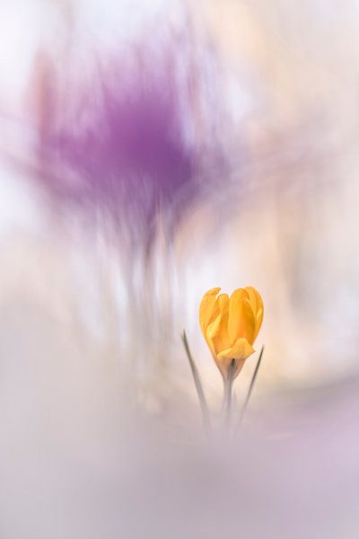 Bunte Krokusse von Bob Daalder