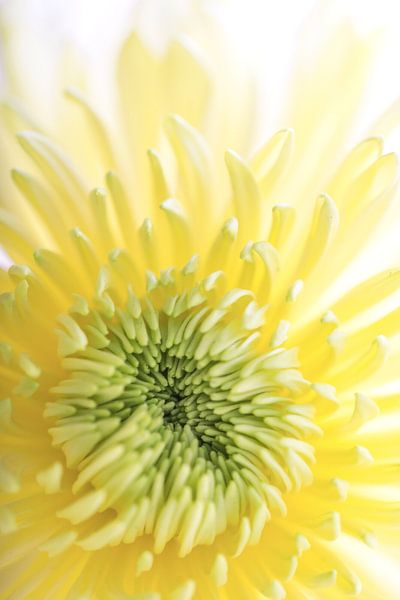 Chrysanthemum by Ratna Bosch