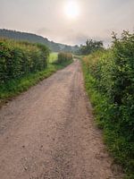 Zuid-Limburgse meidoornhagen met uitzicht op het Vijlenerbos
