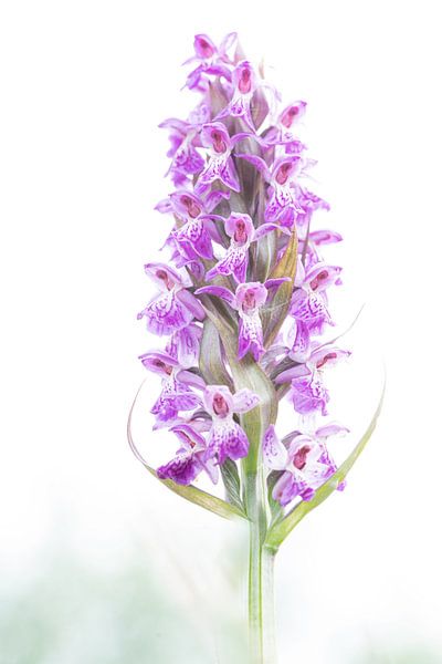 Orchidée, une touche de couleur par Diana Mieras