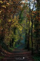 coloured romanticism