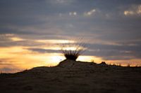 Lonely plant in sunset