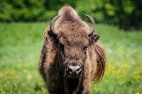 Wisent in het veld