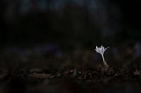 Beauté solitaire, un crocus blanc dans la forêt sauvage