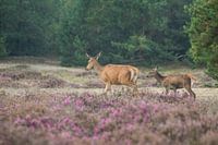 Hinde met jong in heide (edelherten) 