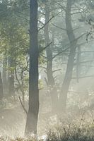 Sunrise in the forest with fog