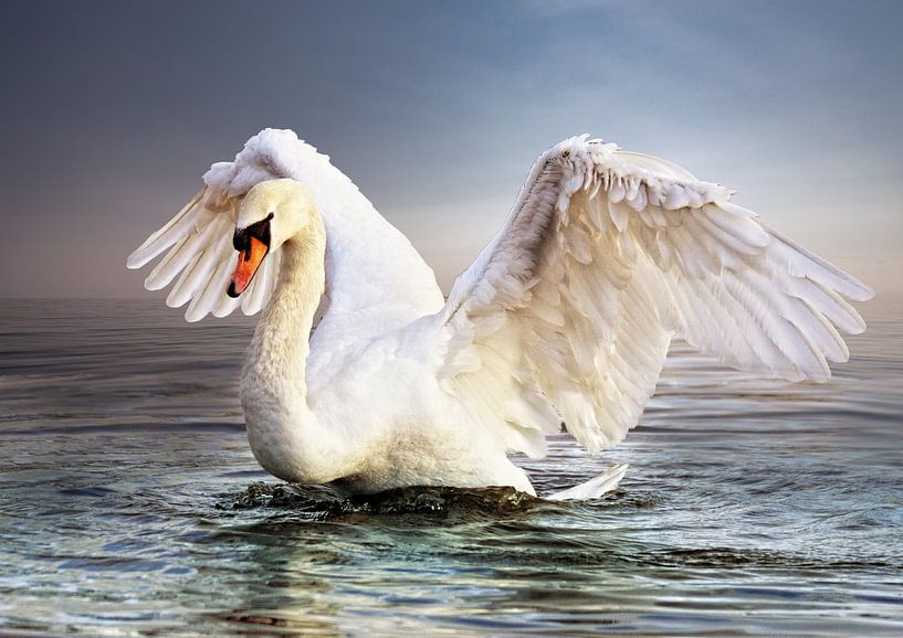 The power of a swan by Bert Hooijer