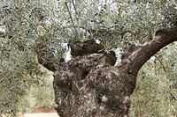 Olive tree, good size!