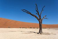 Deadvlei, Skelette von Bäumen in einer trostlosen Dünenlandschaft