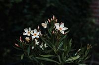 White flower with orange centre