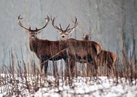 Cerf rouge dans la neige