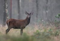 Spitzhirsch im offenen Wald