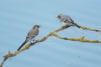 2 zankende Bachstelzen