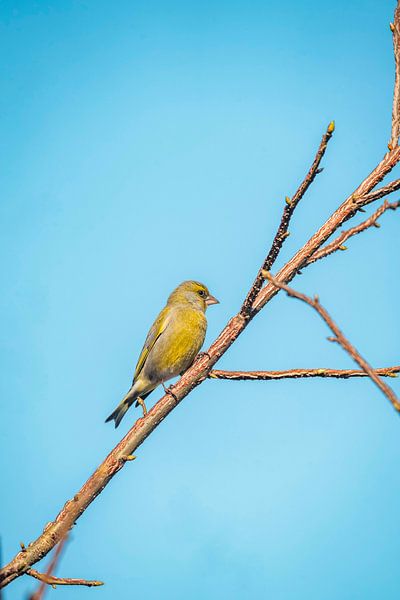Grünfink Vogel auf Zweig gegen hellblauen Himmel von Femke Ketelaar