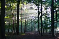 Sonnenharfen im Wald