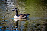 Kanadagans spiegelt sich im Wasser