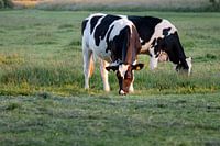 Grasen in der Abendsonne