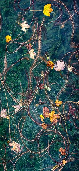 Autumn leaves on the water by Rietje Bulthuis